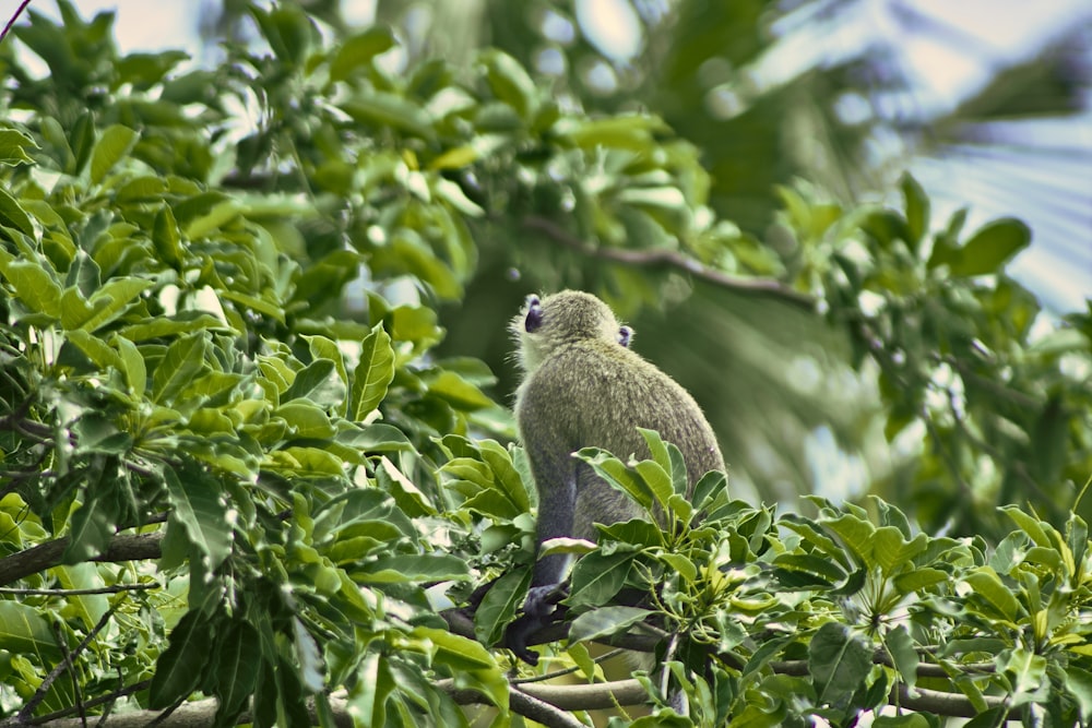 a green bird sitting on top of a tree branch