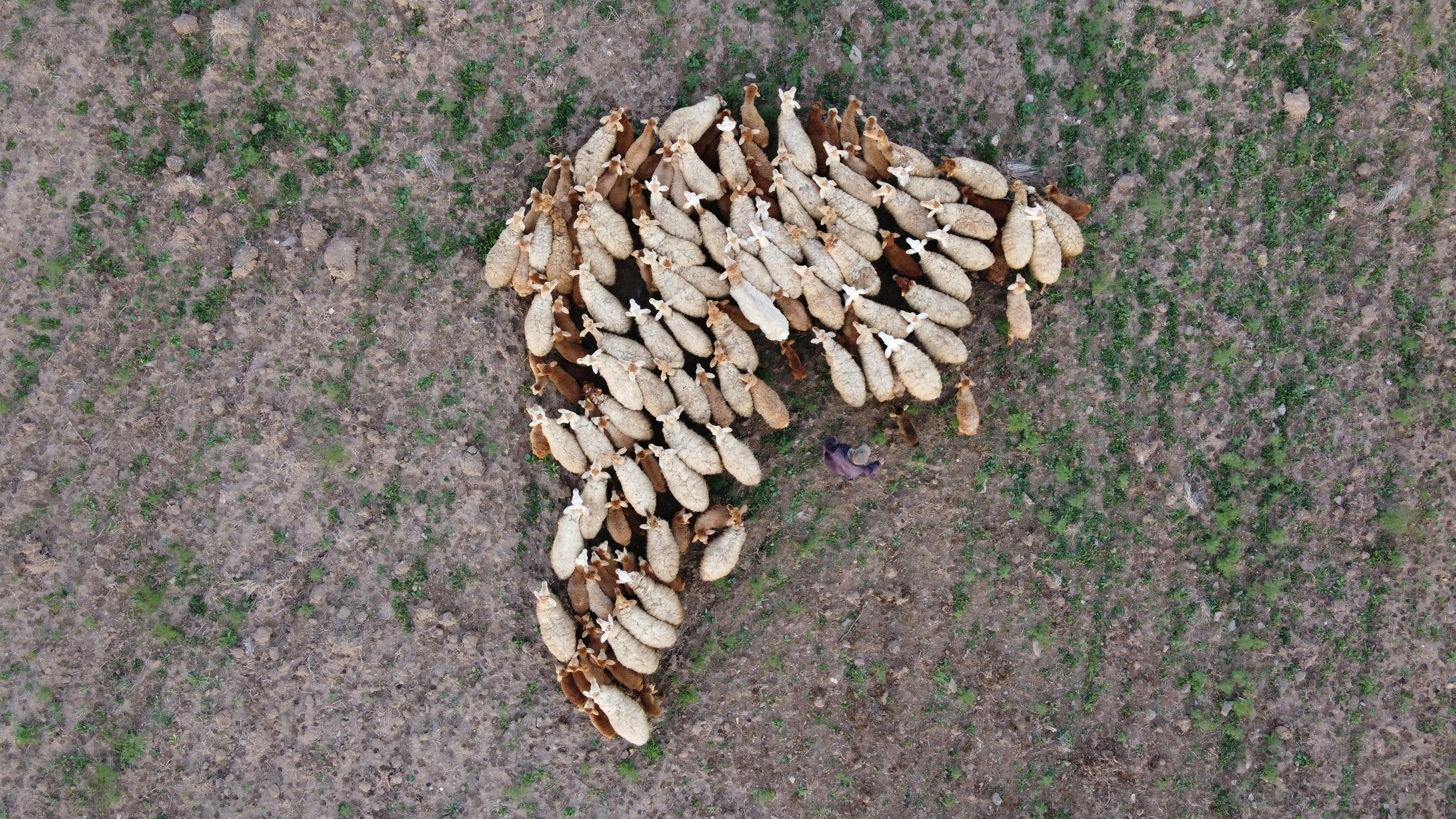 Resource Depletion and the Collapse of Early Summer Food Supplies - insect migrations early July