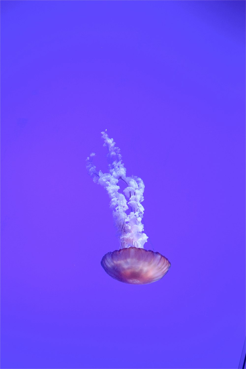 a jellyfish in the water with a purple background