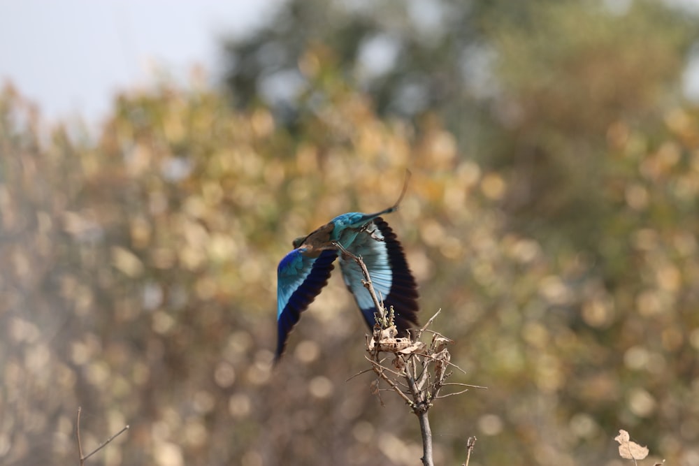 un pájaro azul y negro volando sobre una planta