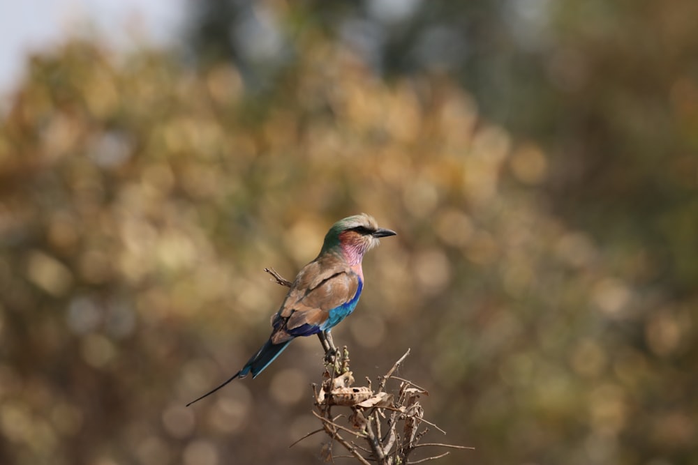 un pájaro colorido posado en lo alto de la rama de un árbol