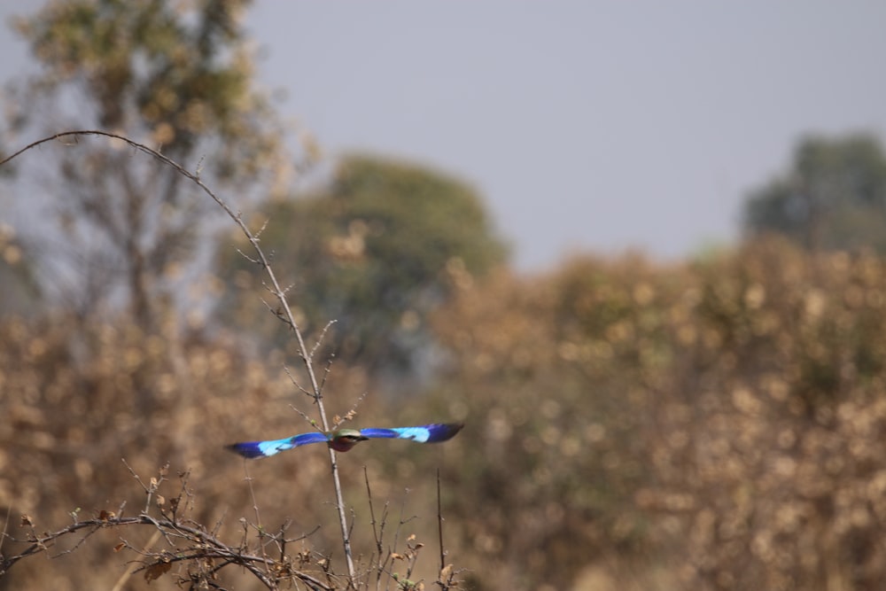 un pájaro azul volando sobre un campo cubierto de hierba seca