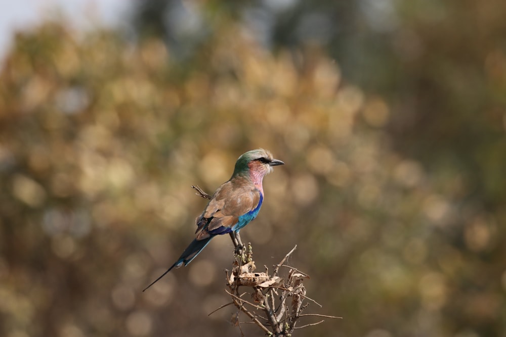 un pequeño pájaro sentado en la parte superior de la rama de un árbol