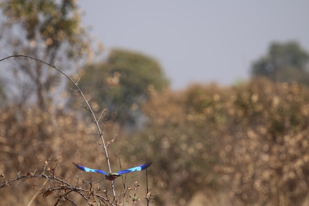 un pájaro azul volando sobre un campo cubierto de hierba seca