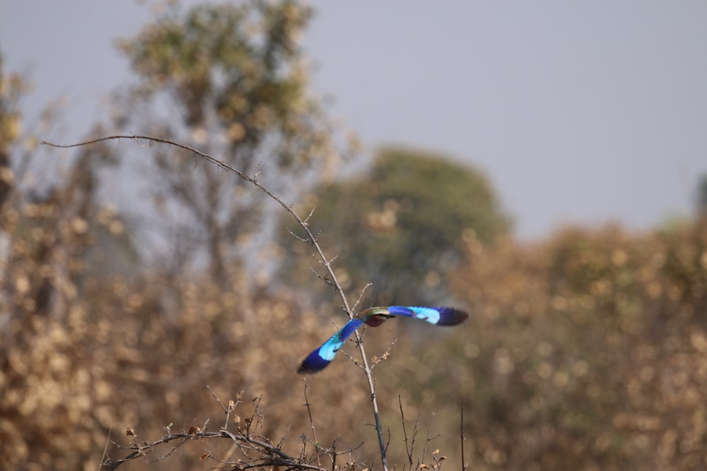 a blue bird flying over a dry grass covered field
