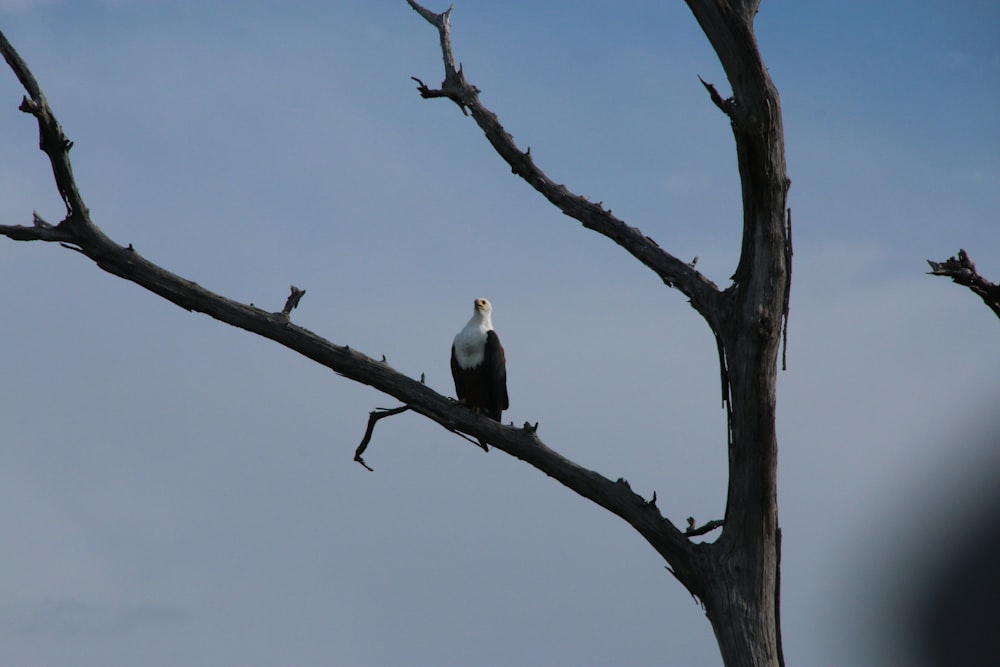 a bird is sitting on a tree branch