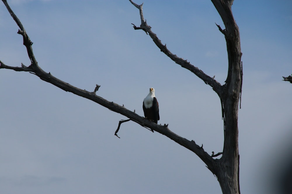 un gran pájaro posado en lo alto de la rama de un árbol