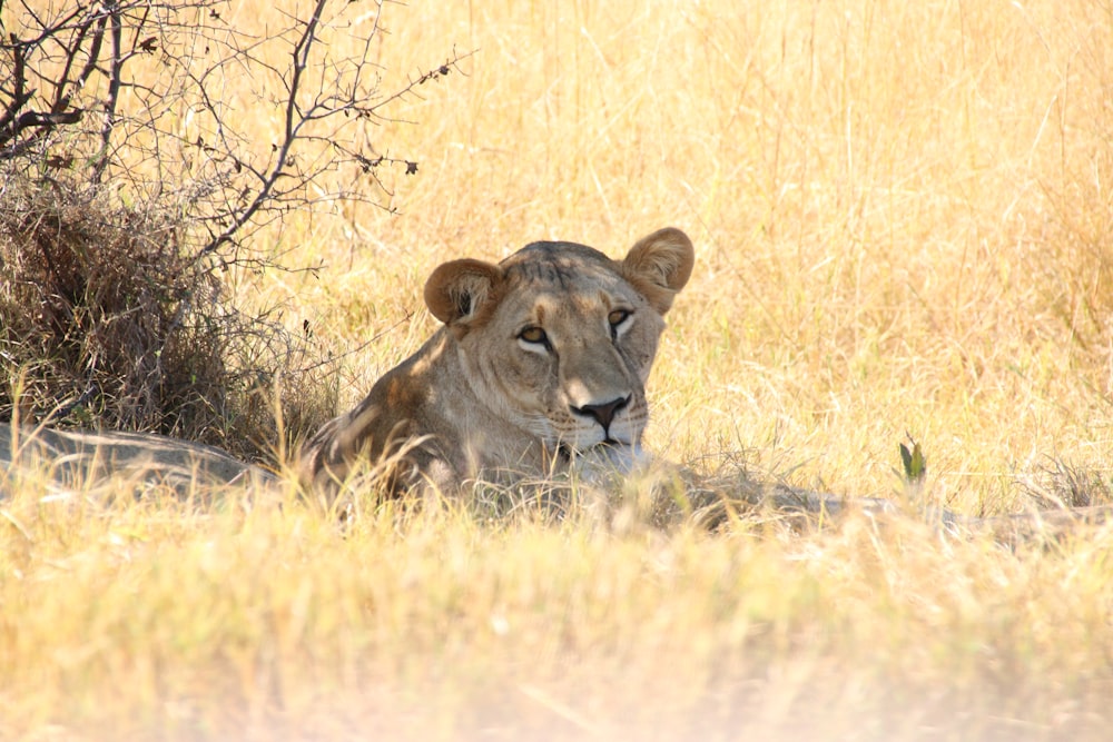 a lion laying down in the middle of a field