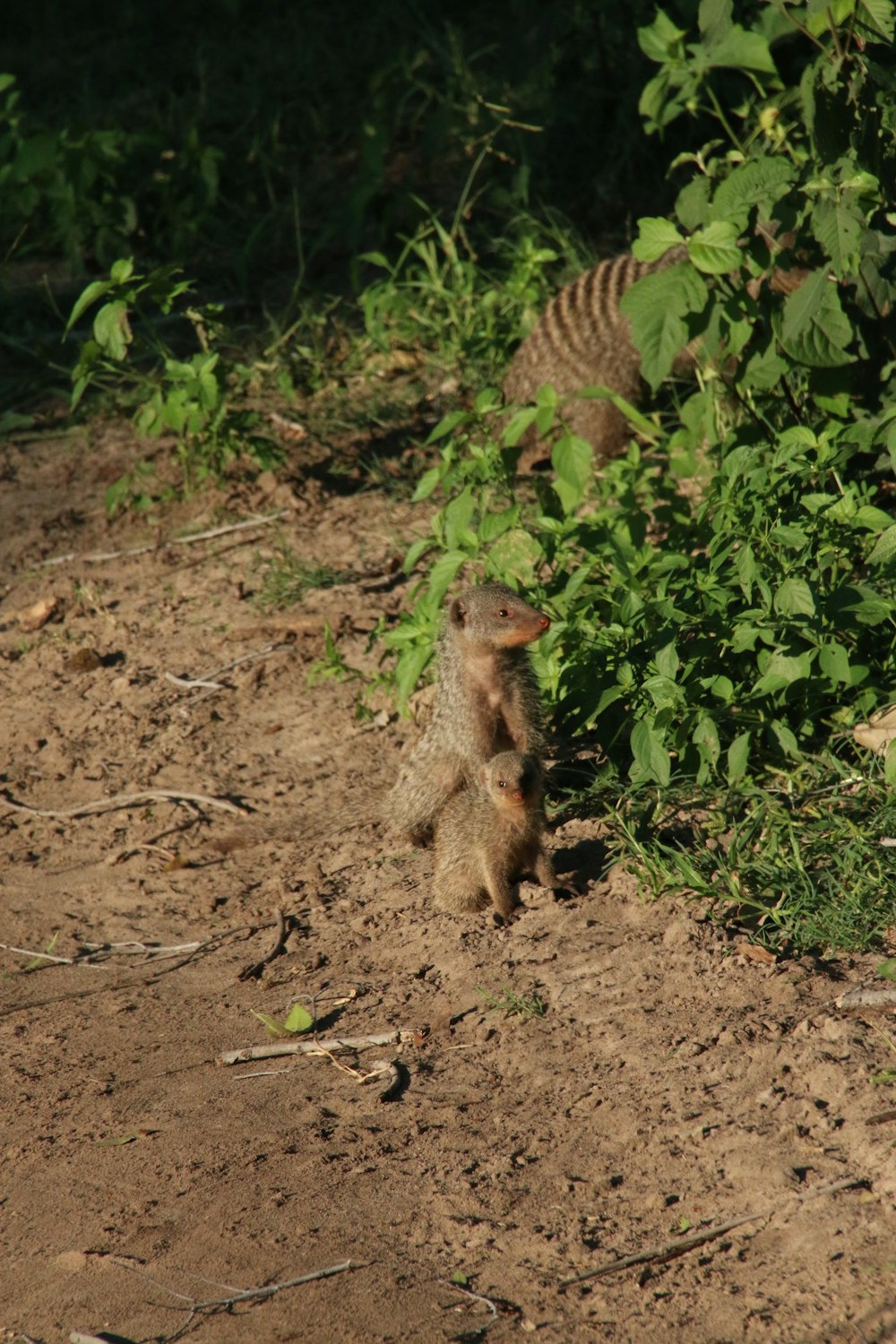 a small animal standing on its hind legs in the dirt