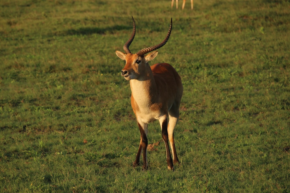 a small antelope standing in a grassy field