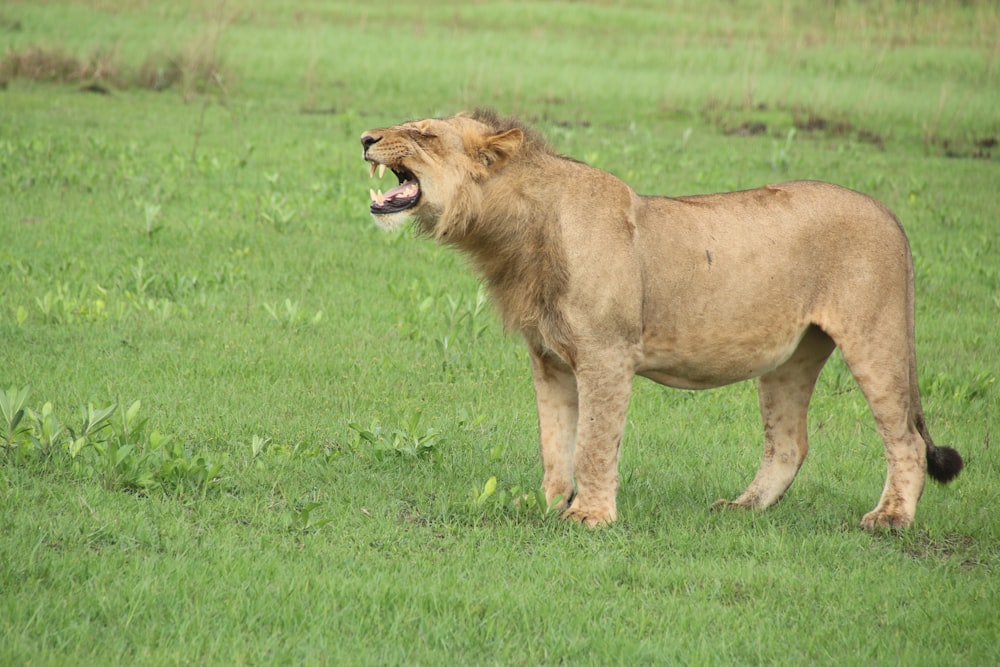 a lion standing on top of a lush green field