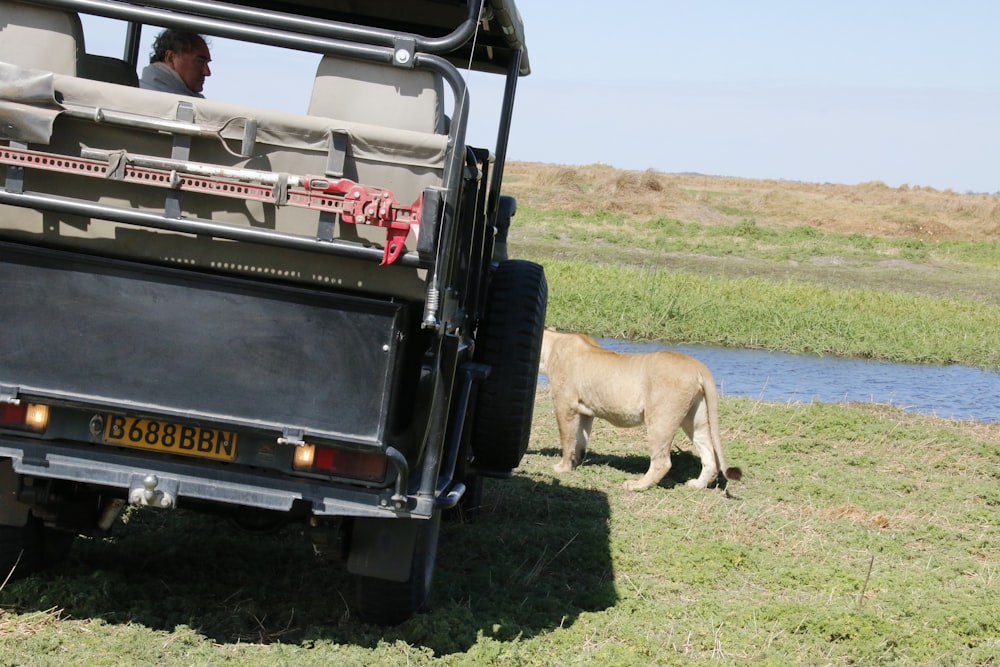 a man in a safari vehicle looking at a lion