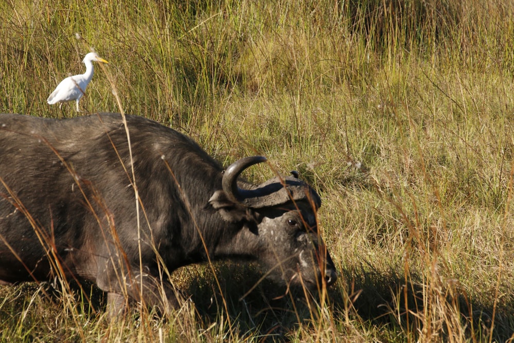 a bird is standing on top of a buffalo