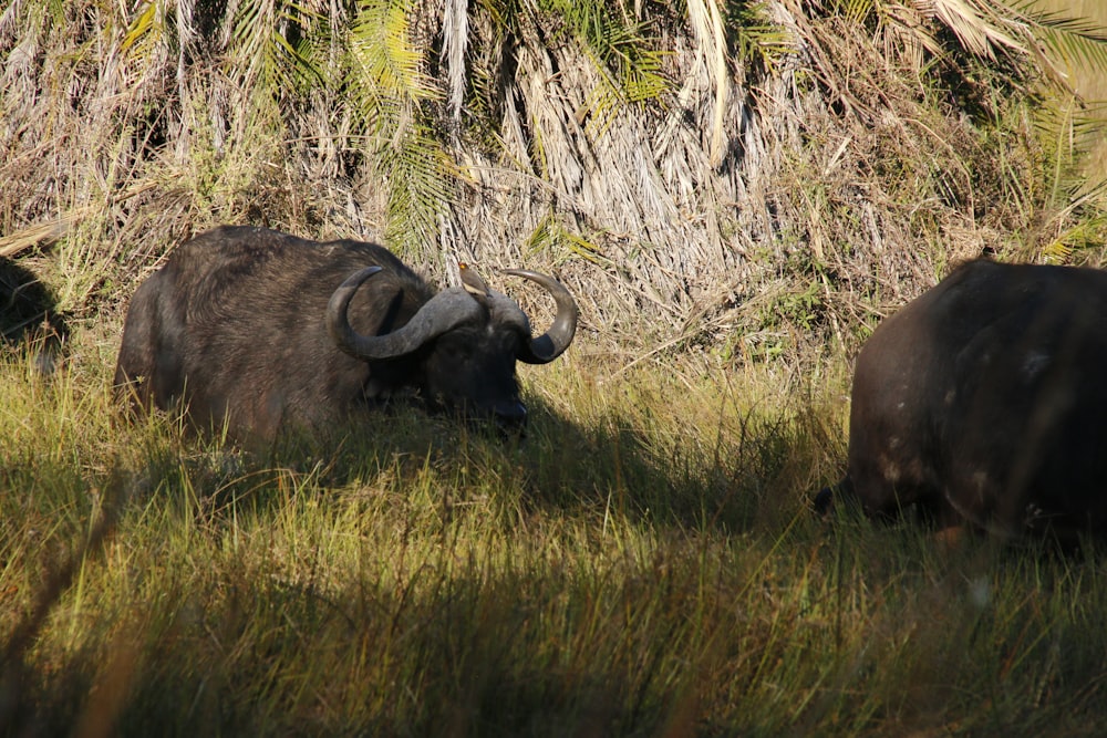 a couple of animals that are standing in the grass