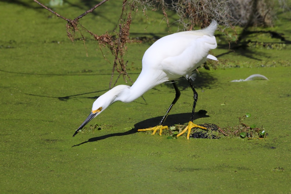 a large white bird standing on top of a lush green field