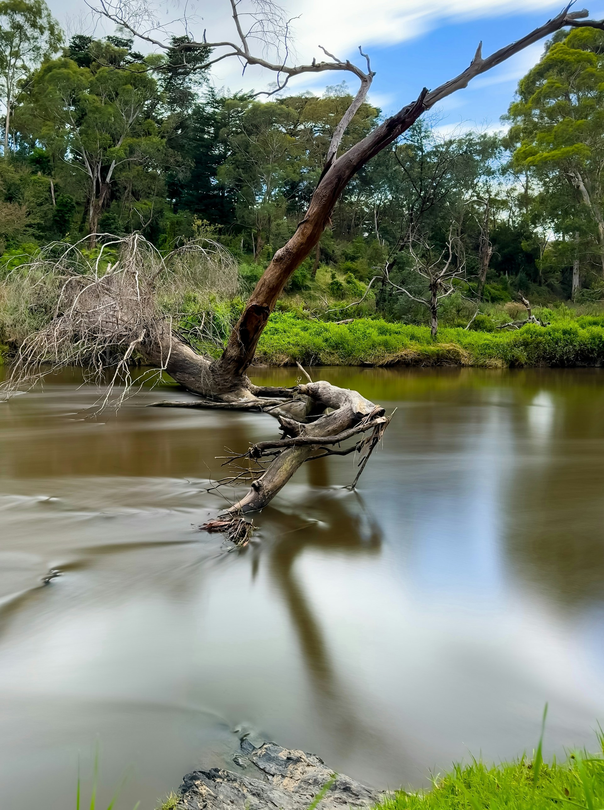 a fallen tree sitting on top of a river