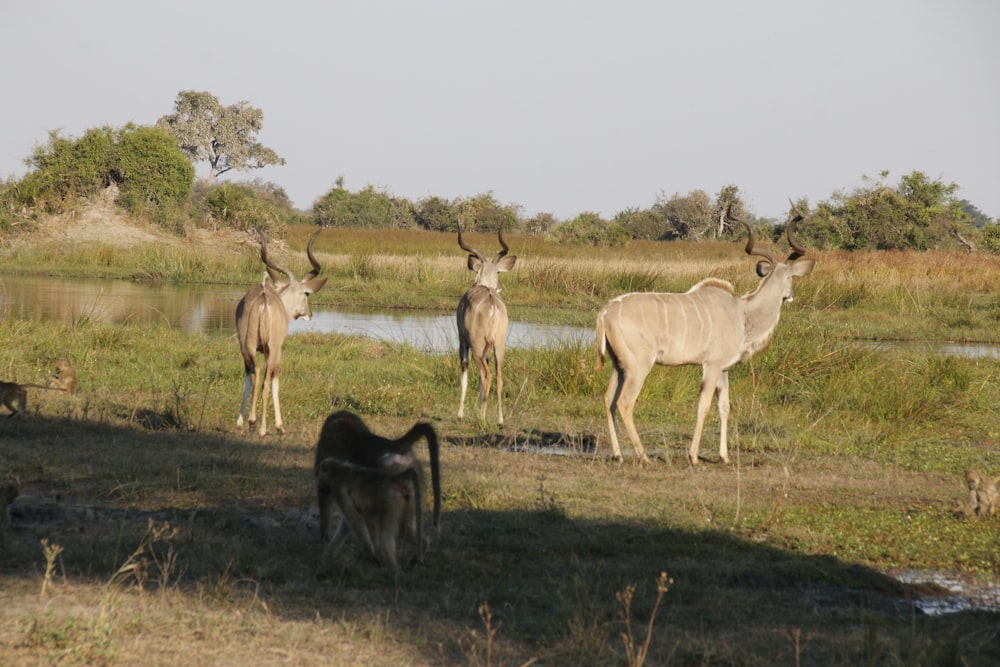 a herd of deer standing on top of a grass covered field