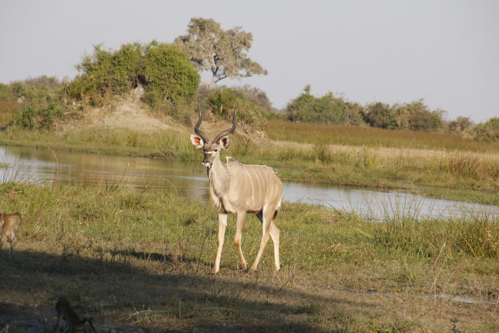 a deer standing in the grass near a body of water