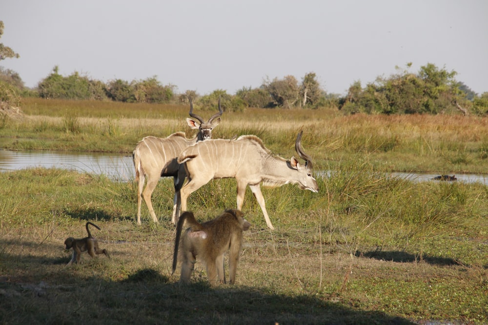 a herd of animals standing on top of a lush green field