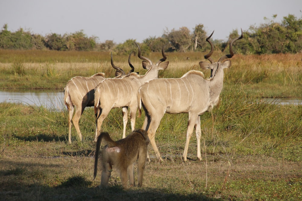 a group of antelope standing next to each other in a field