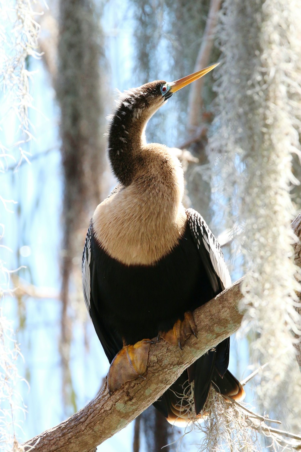 a bird sitting on a branch in a tree