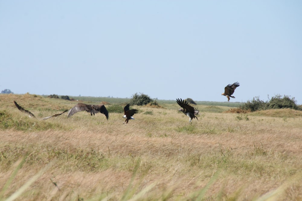 a group of birds flying over a dry grass field