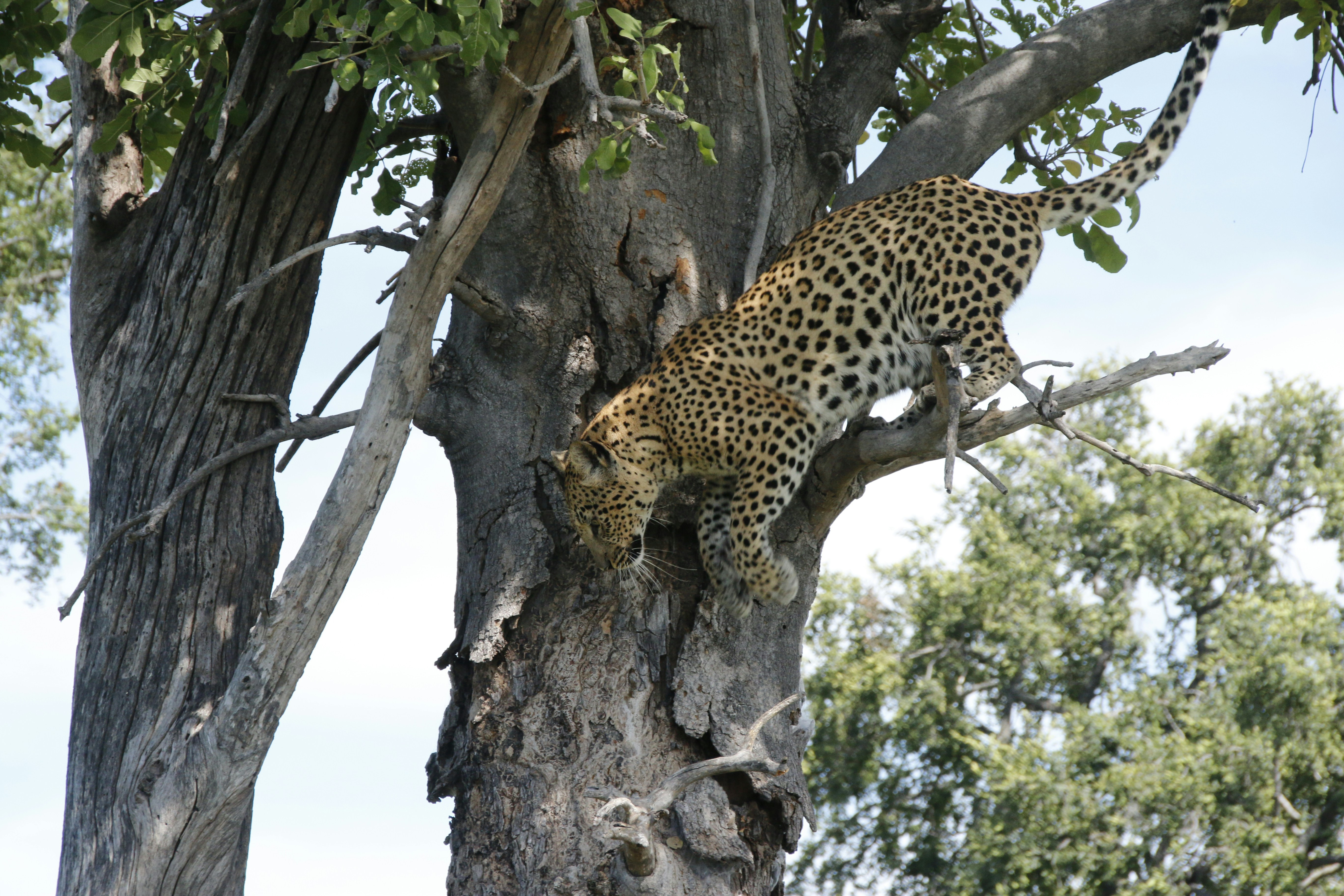A leopard climbing up the side of a tree photo – Free Leopard Image on ...
