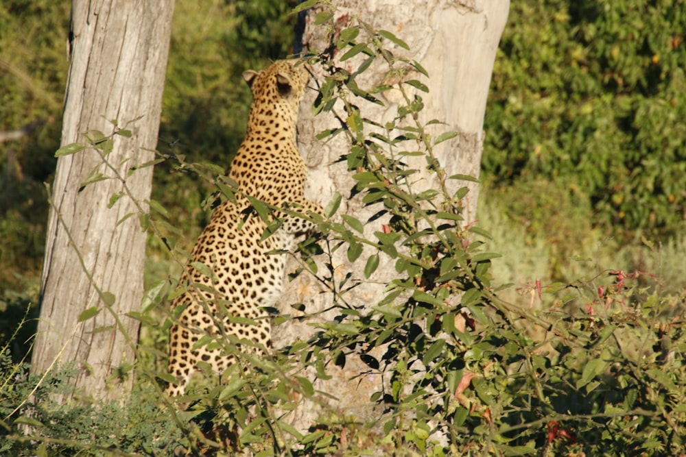 a large leopard standing next to a tree