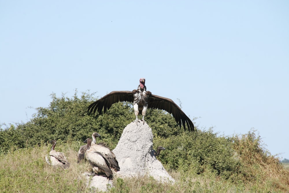 a large bird standing on top of a rock