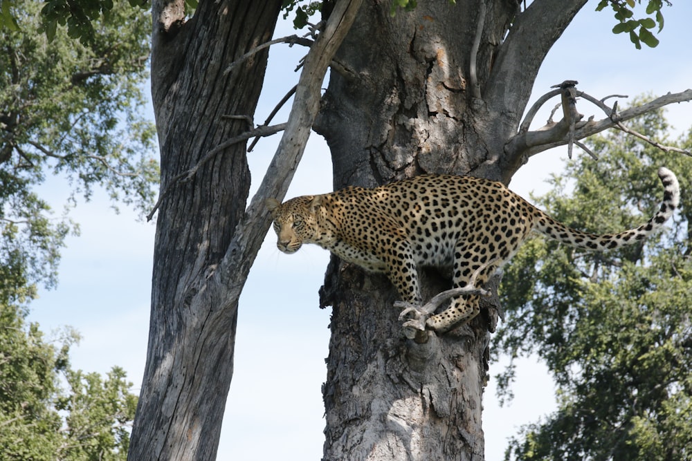 a leopard climbing up the side of a tree