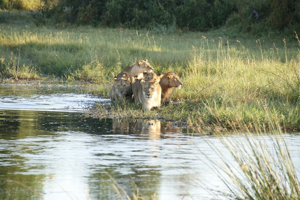 a group of lions walking across a river