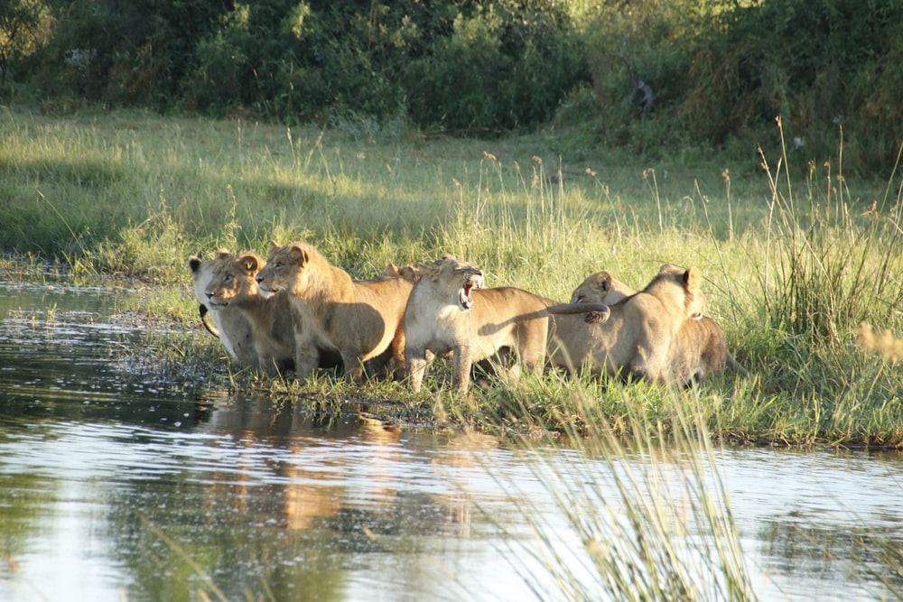 a group of lions standing next to a body of water