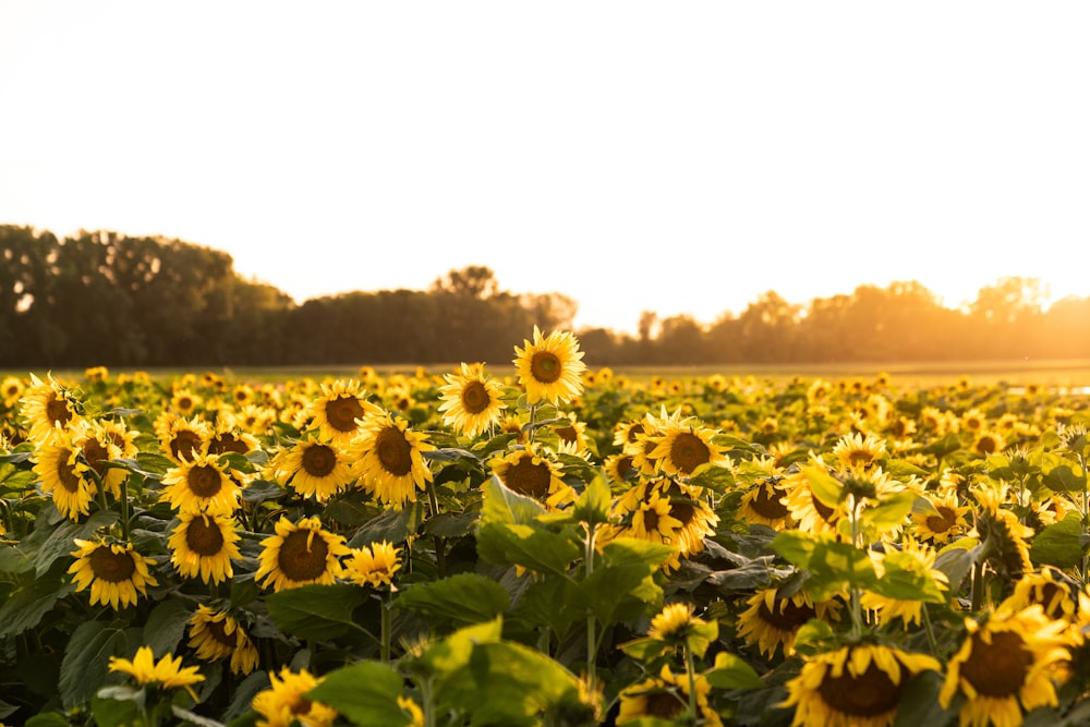 a large field of sunflowers with the sun setting in the background