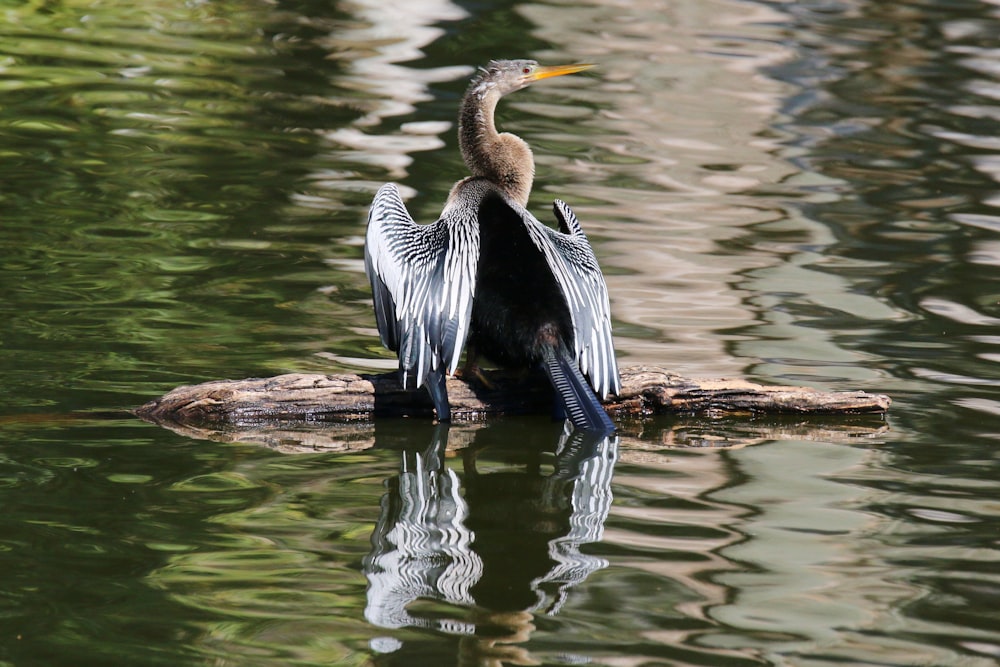 물 속의 통나무에 앉아있는 새
