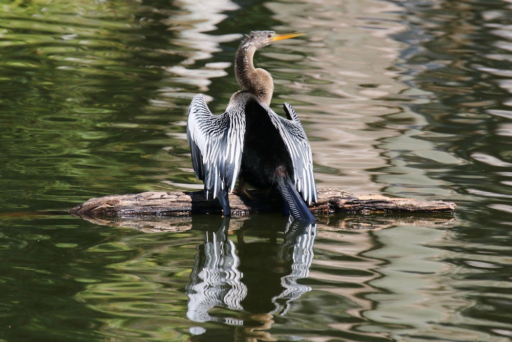 un oiseau assis sur une bûche dans l’eau