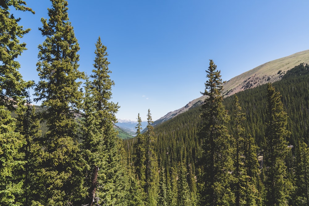 a forest filled with lots of tall green trees