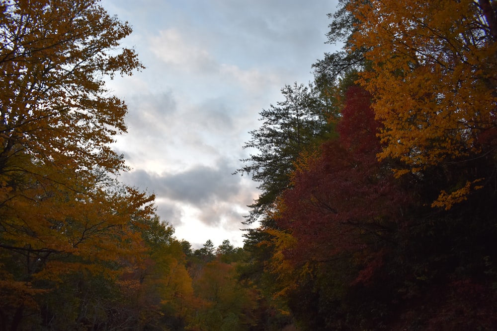 a dirt road surrounded by trees in the fall