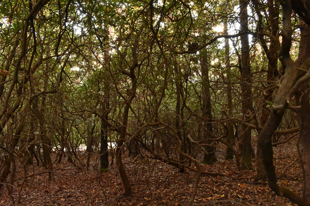 a forest filled with lots of trees covered in leaves