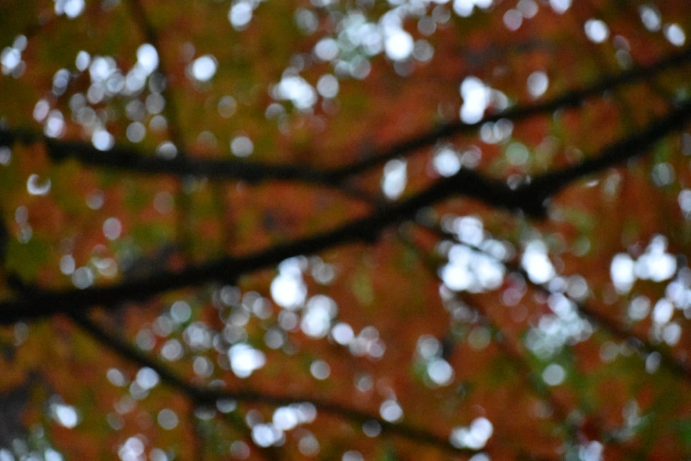 a blurry photo of a tree with lots of leaves