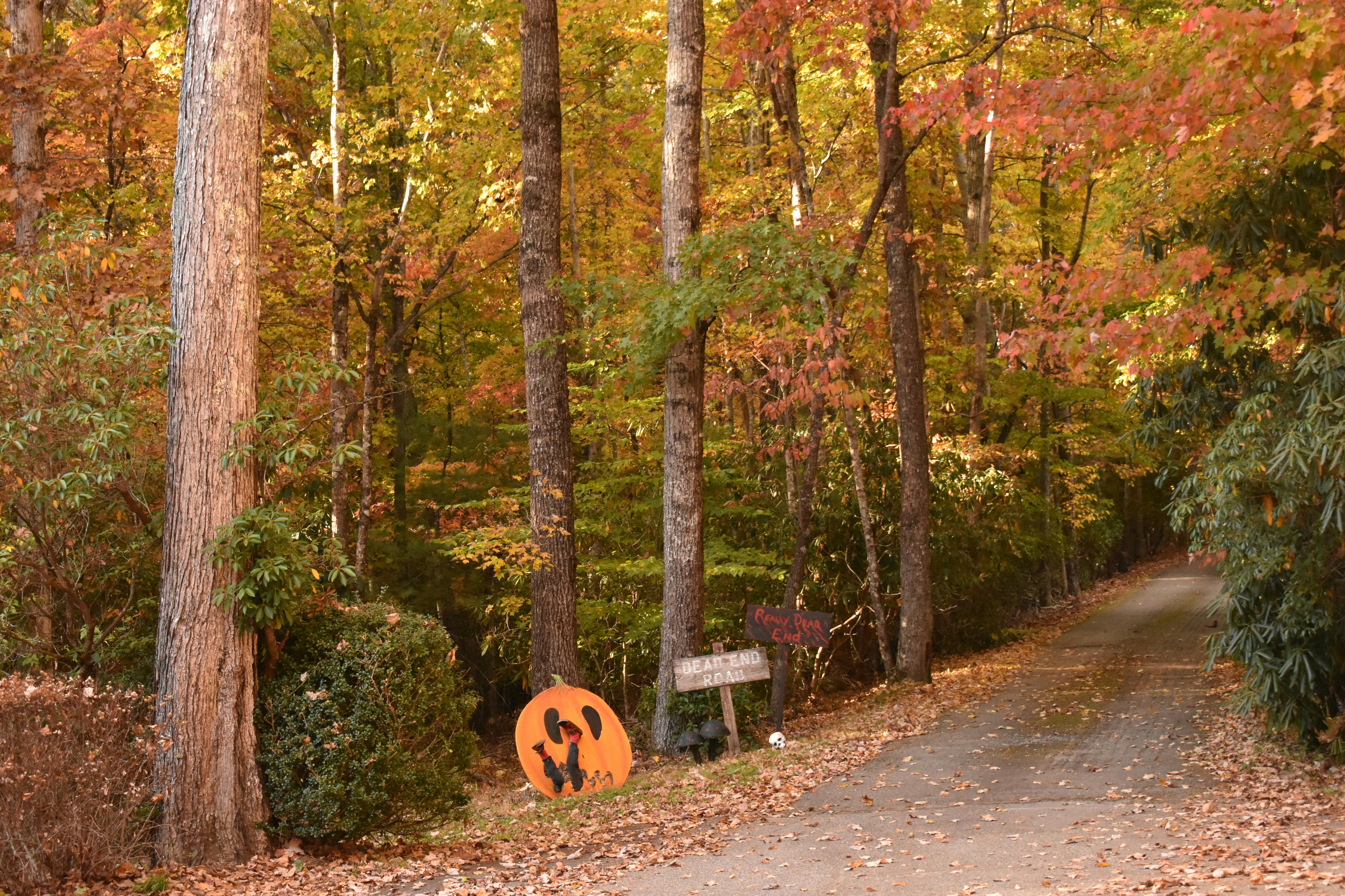 Photo by audrivangores