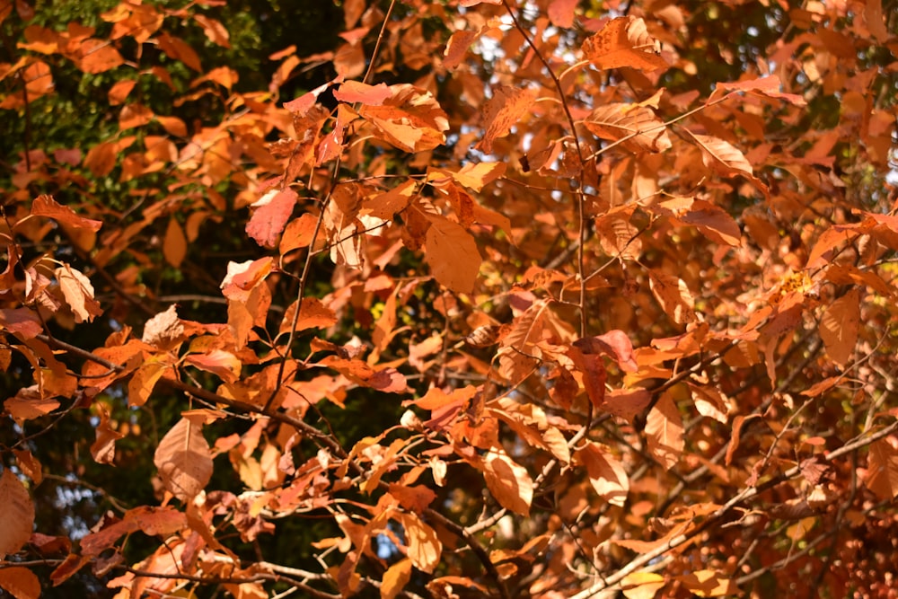 a bunch of leaves that are on a tree