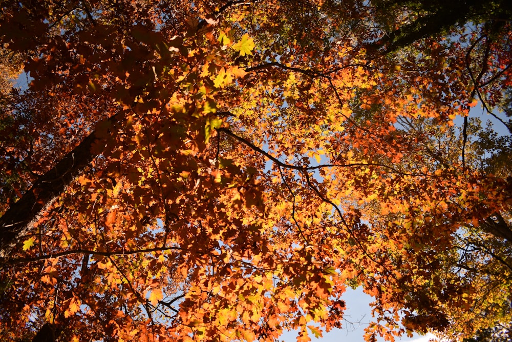 a group of trees that have some leaves on them