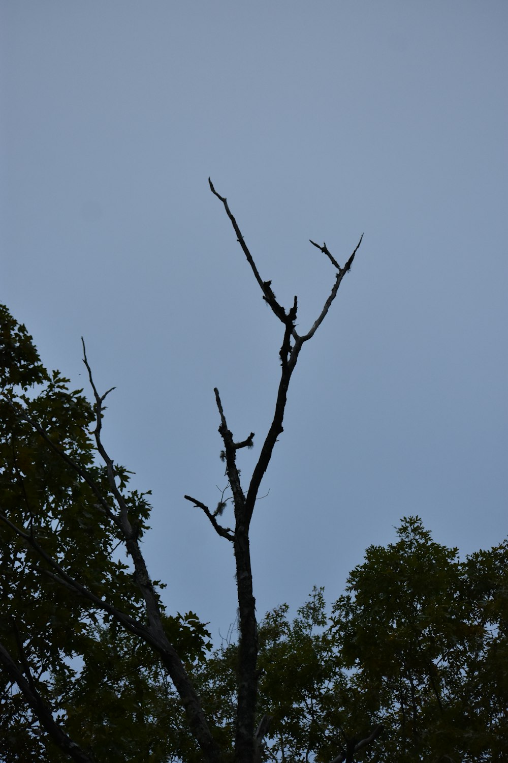 a bird sitting on top of a tree branch