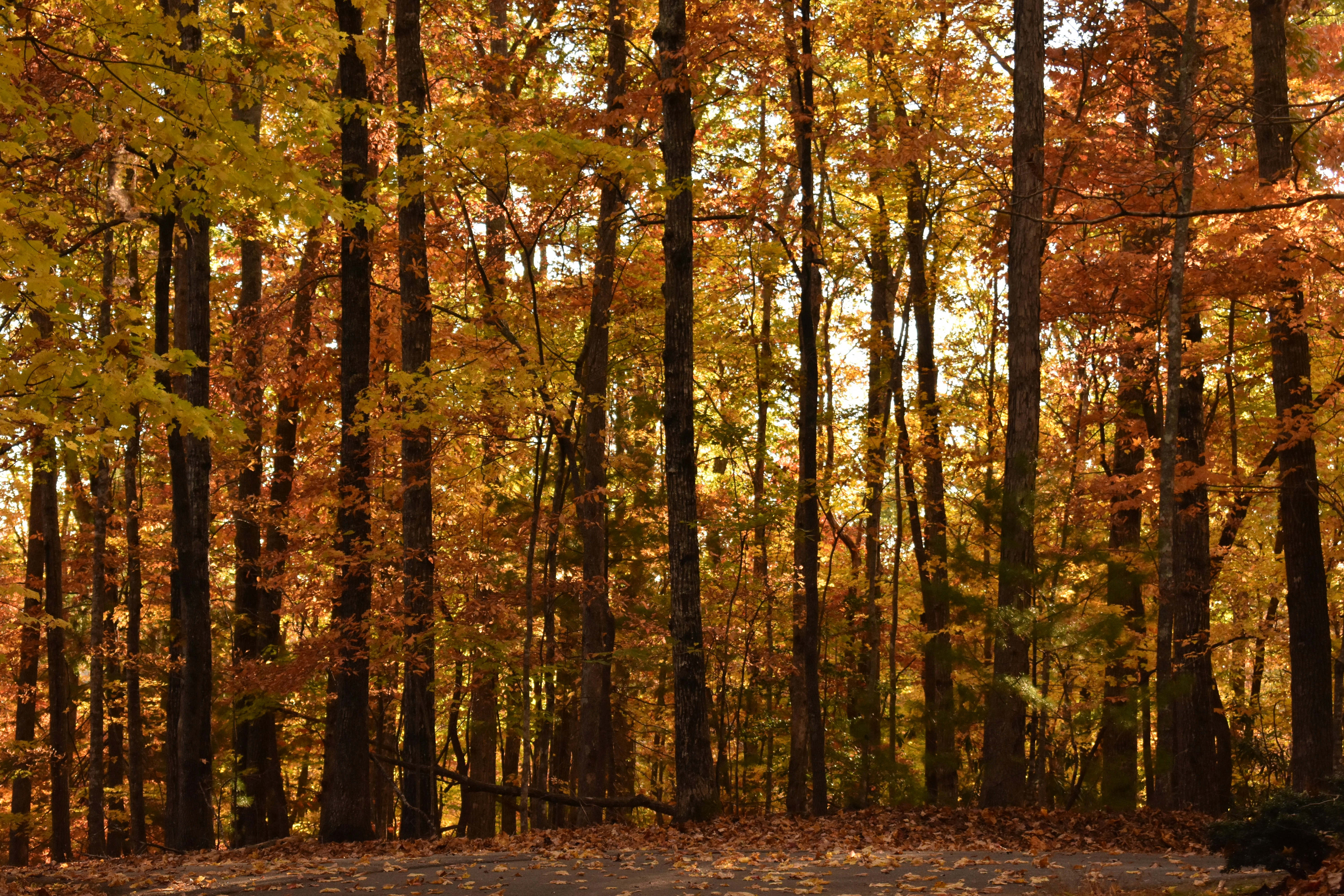 a forest filled with lots of trees covered in leaves, An autumn forest