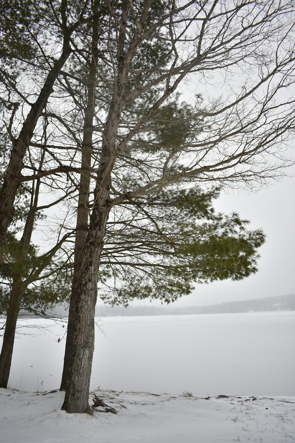 un par de árboles que están en la nieve
