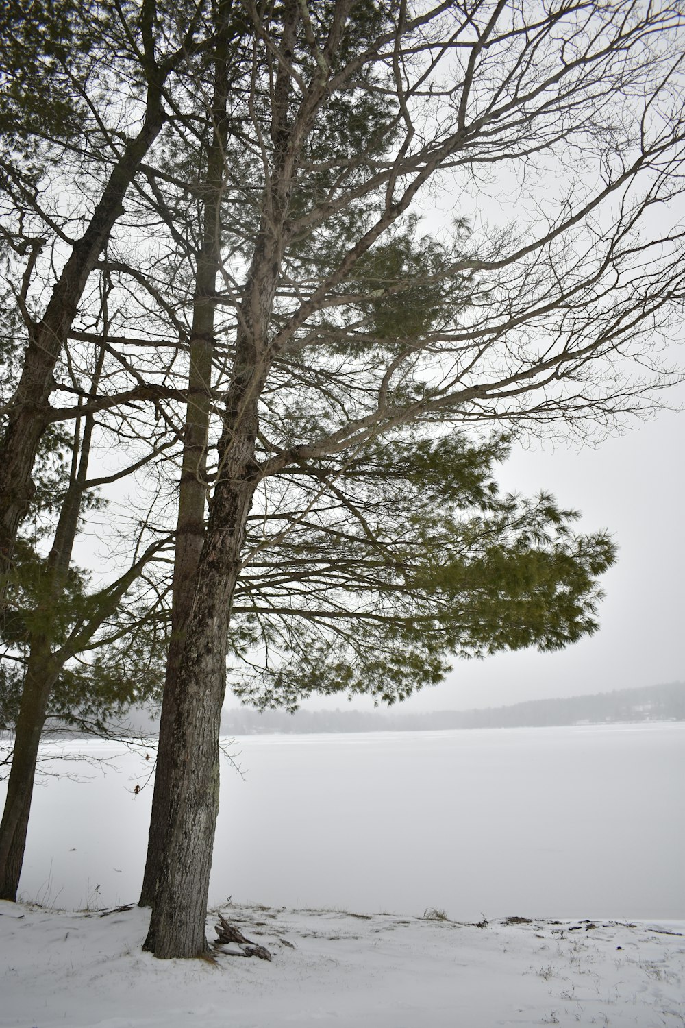 a couple of trees that are in the snow