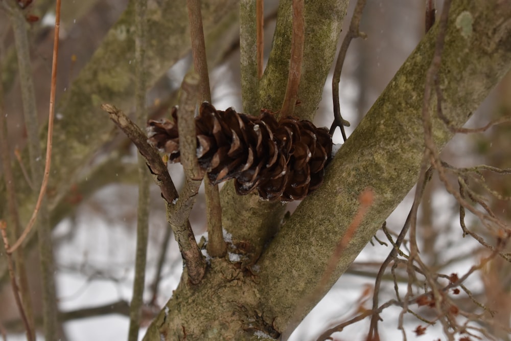 a pine cone stuck in a tree branch