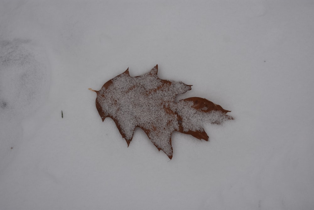 ein Blatt, das im Schnee liegt