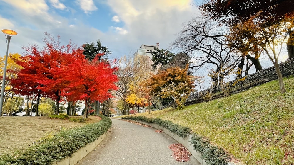 a path in a park lined with trees with red leaves