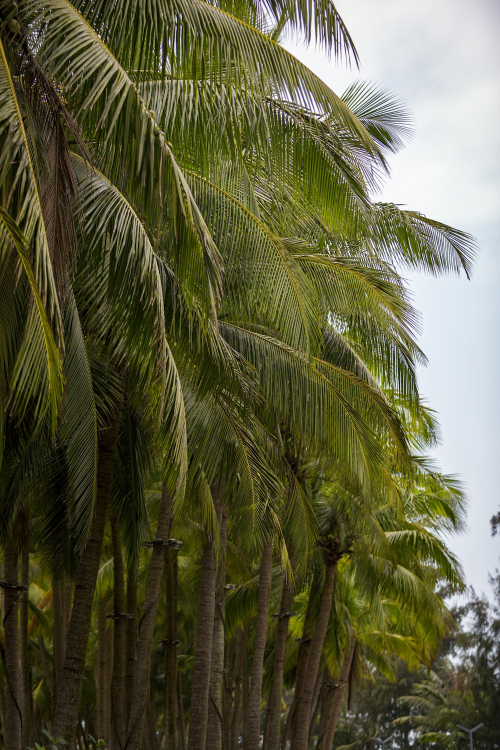 a row of palm trees on a street